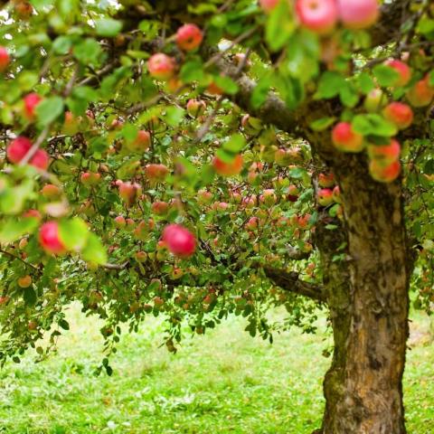 This image shows a lush apple tree laden with ripe apples