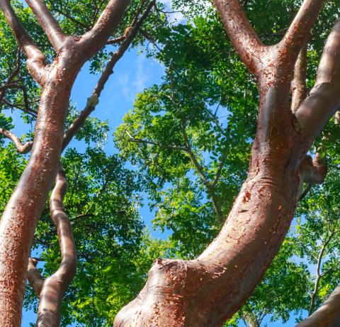 This image shows a view looking upwards at the intertwining branches of a tree with a unique reddish-brown bark