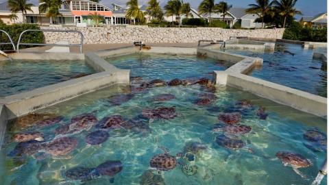 Cayman turtle farm