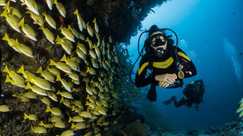 diving-with-fish