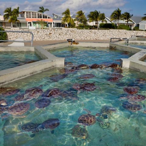 The image shows a large group of sea turtles in a containment area, which appears to be a part of a sea turtle conservation facility