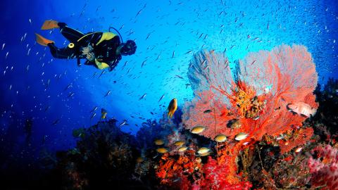 Diving-with-coral