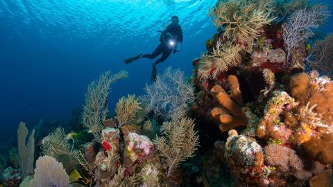 Diving