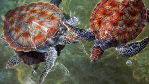 Cayman turtles