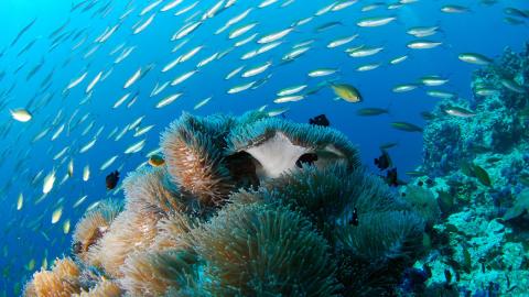 Reef