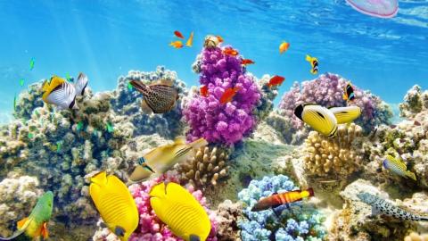 Reef