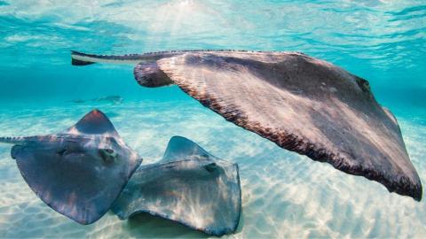 Stingrays at city