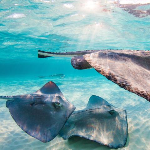 This image shows a pair of rays in crystal clear blue water