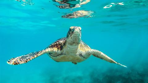 Turtle