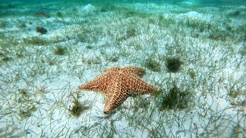 Starfish