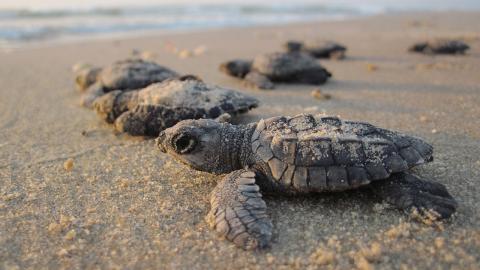 baby-turtles