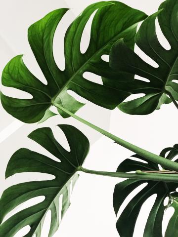 The image features several leaves of a Monstera deliciosa plant, commonly known as the Swiss cheese plant