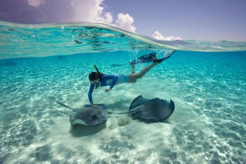 This image captures a stunning moment of underwater exploration where a person is snorkeling with two large stingrays