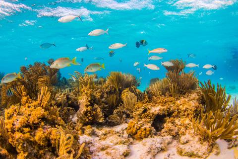 The image showcases a vibrant underwater scene that looks like a coral reef environment