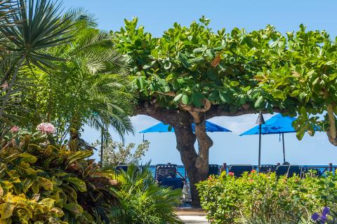 This image captures a lush, tropical setting likely in an outdoor patio or a similar relaxation area