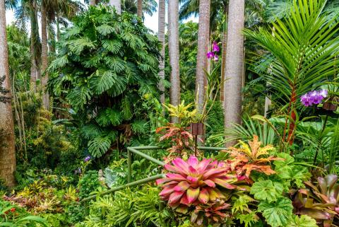 This image shows a lush, vibrant tropical garden rich with diverse plant life