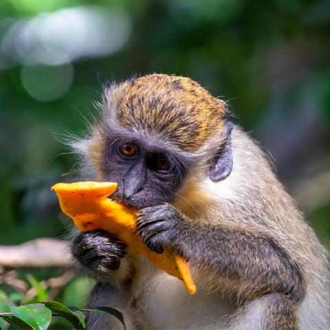 This image features a monkey holding and eating a piece of fruit, likely a star fruit, in a natural setting
