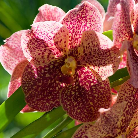 The image shows a close-up of a beautiful orchid flower
