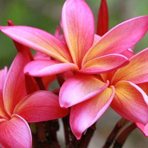 The image shows a close-up of several frangipani flowers, also known as plumeria