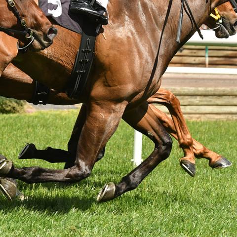 The image shows a close-up of a racing horse in mid-gallop
