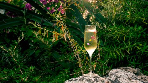 The image depicts a glass of champagne placed on a rock amidst lush greenery