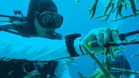 an aquatic nursery being worked on by the Seafire Guardians