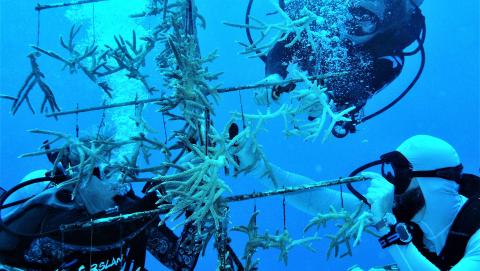 an aquatic nursery being worked on by the Seafire Guardians
