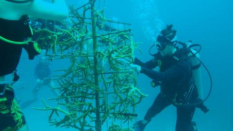 Seafire Guardian on a dive in the waters of Grand Cayman