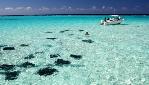 This image features a stunning view of a crystal-clear turquoise ocean with several stingrays visible under the water