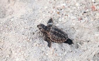 baby turtle on beach