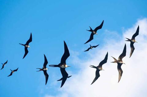 The image shows a group of frigatebirds soaring in the sky
