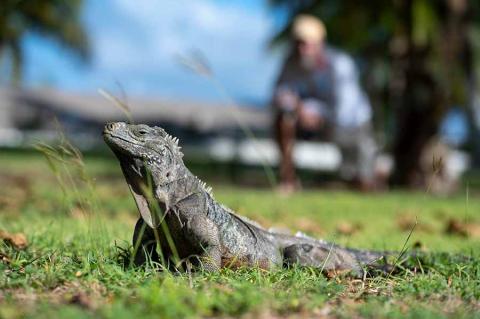 The image features an iguana prominently in the foreground, resting on grass with a slightly blurred background
