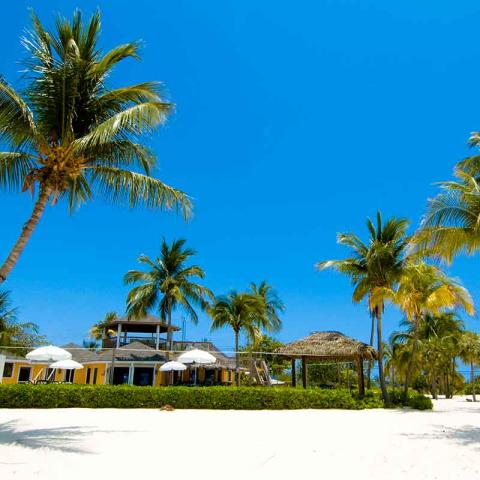 This image features a tropical beach scene under a clear blue sky