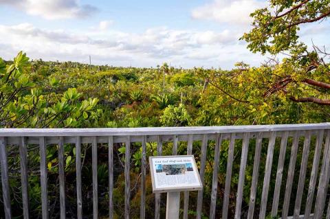 The image shows a picturesque view of a dense tropical forest or wetland area, viewed from a wooden observation platform