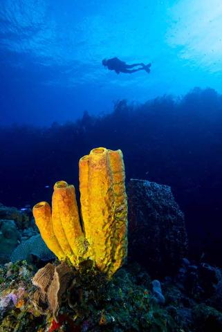 scuba diving course with southern cross club
