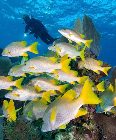 scuba diving courses with southern cross club