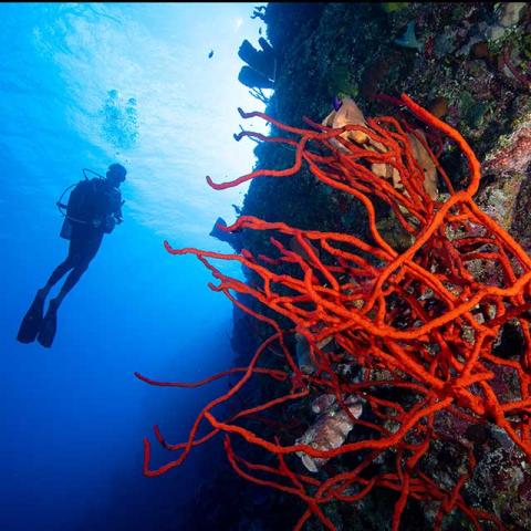 The image shows an underwater scene with a diver floating near a vibrant coral formation