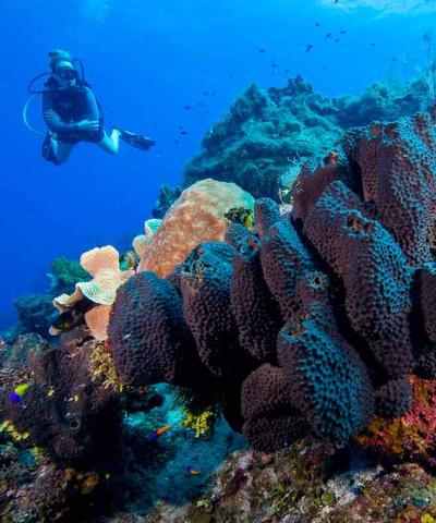 divemaster course with southern cross club