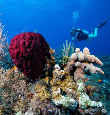 scuba diving courses with southern cross club