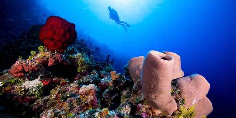 little cayman beach resort
