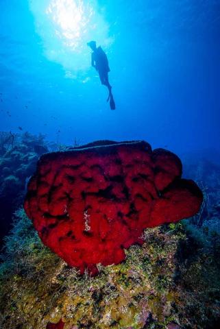 advanced diver training with southern cross club