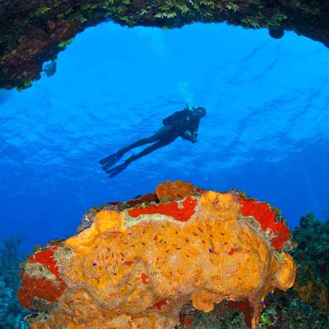 This image depicts an underwater scene with a scuba diver observing a vibrant coral reef