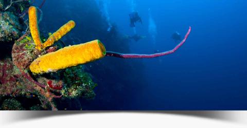 superb scuba diving around little cayman