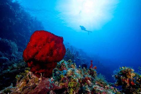 dive rates with southern cross club