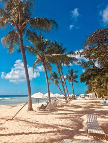 This image depicts a beautiful beach scene with a row of tall palm trees, whose trunks are slightly tilted