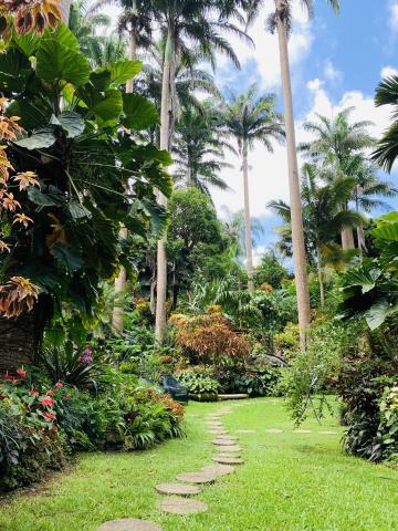 The image depicts a lush tropical garden