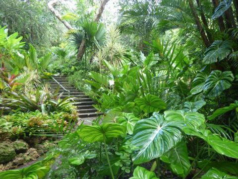 This image shows a lush, verdant garden filled with an assortment of tropical plants