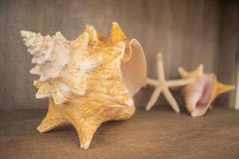 The image features a collection of sea shells and a starfish arranged on a wooden surface against a blurred background