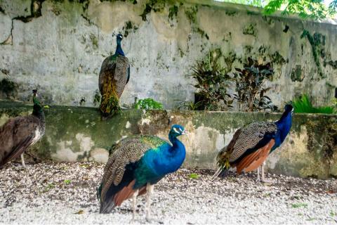 The image features four peacocks positioned in a natural setting with gravel and a weathered wall with plants