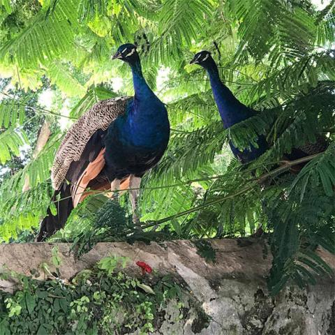 The image shows two peacocks standing on a stone ledge amid lush green foliage